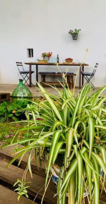 Apartament Casina Foggia Dell'Albero Putignano Zewnętrze zdjęcie